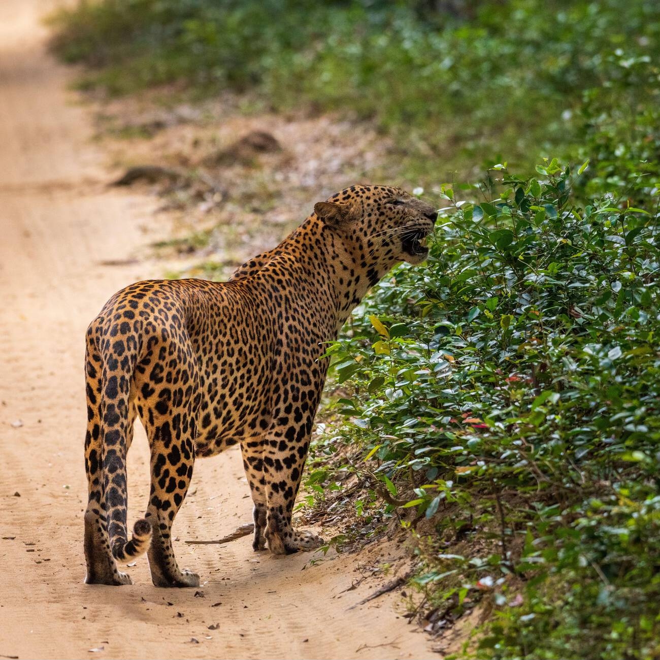 Wildlife Safari